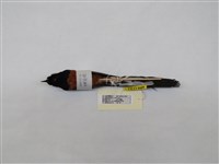 藏品(白腰鵲鴝)的圖片